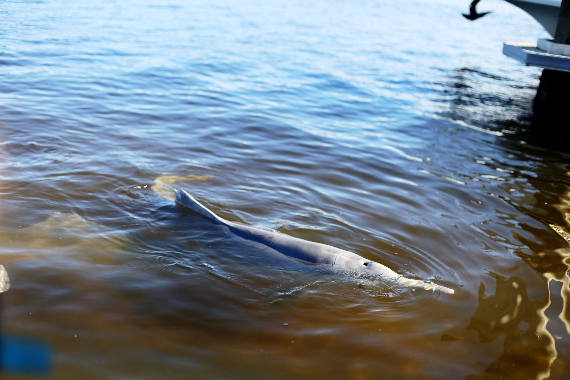 mata vilda delfiner i tin can bay