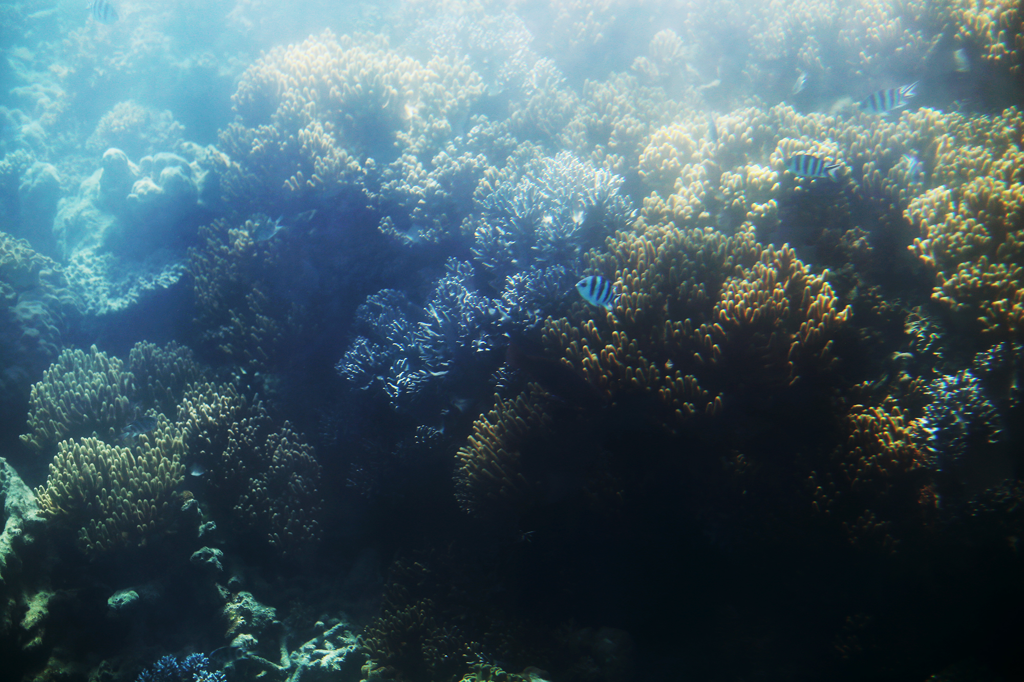 korall stora barriärrevet - sara edström21