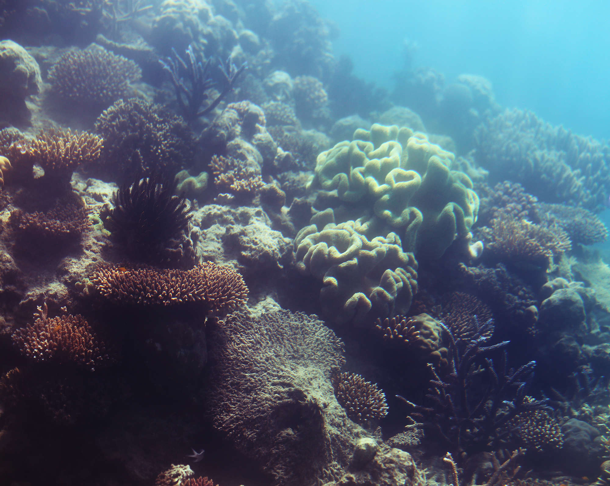 korall stora barriärrevet - sara edström22
