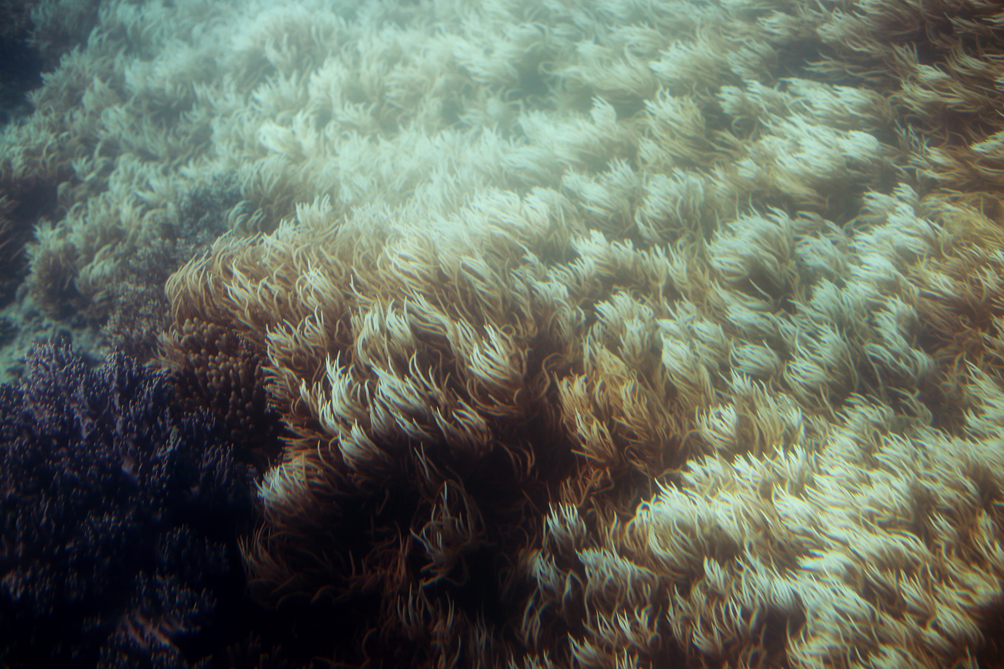 korall stora barriärrevet - sara edström23