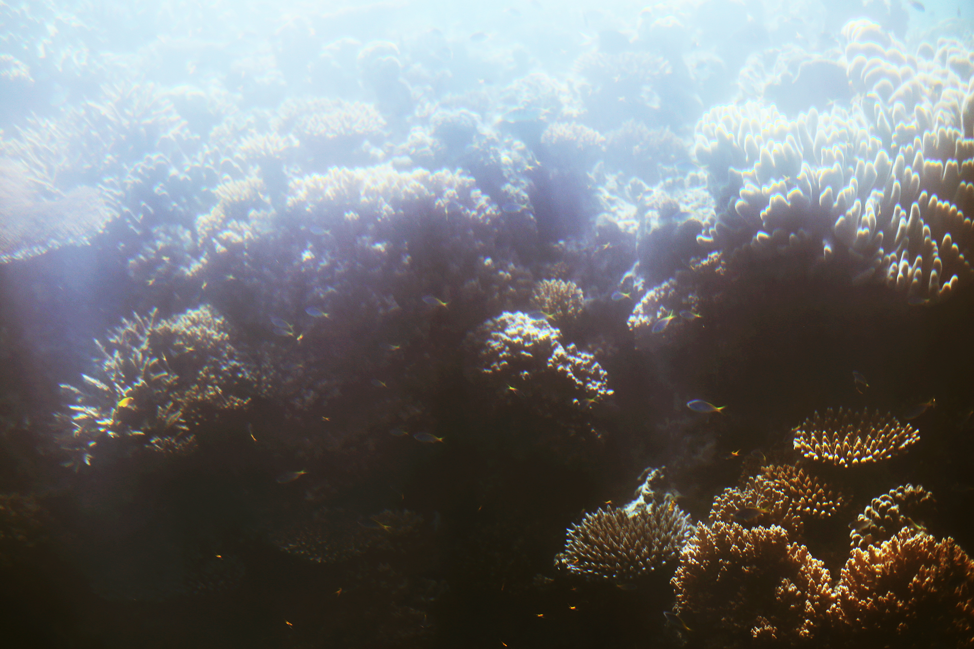 korall stora barriärrevet - sara edström24