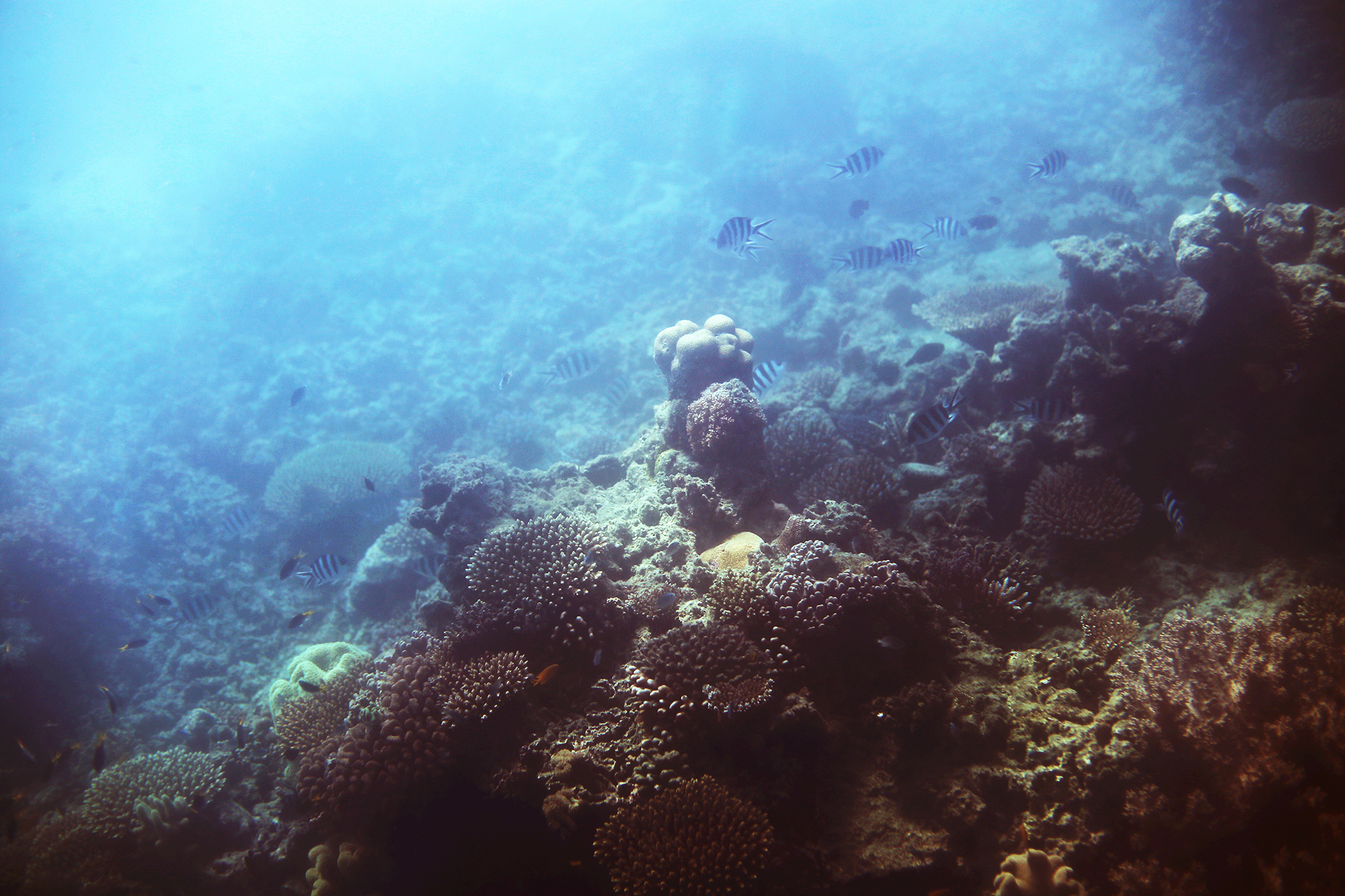 korall stora barriärrevet - sara edström25
