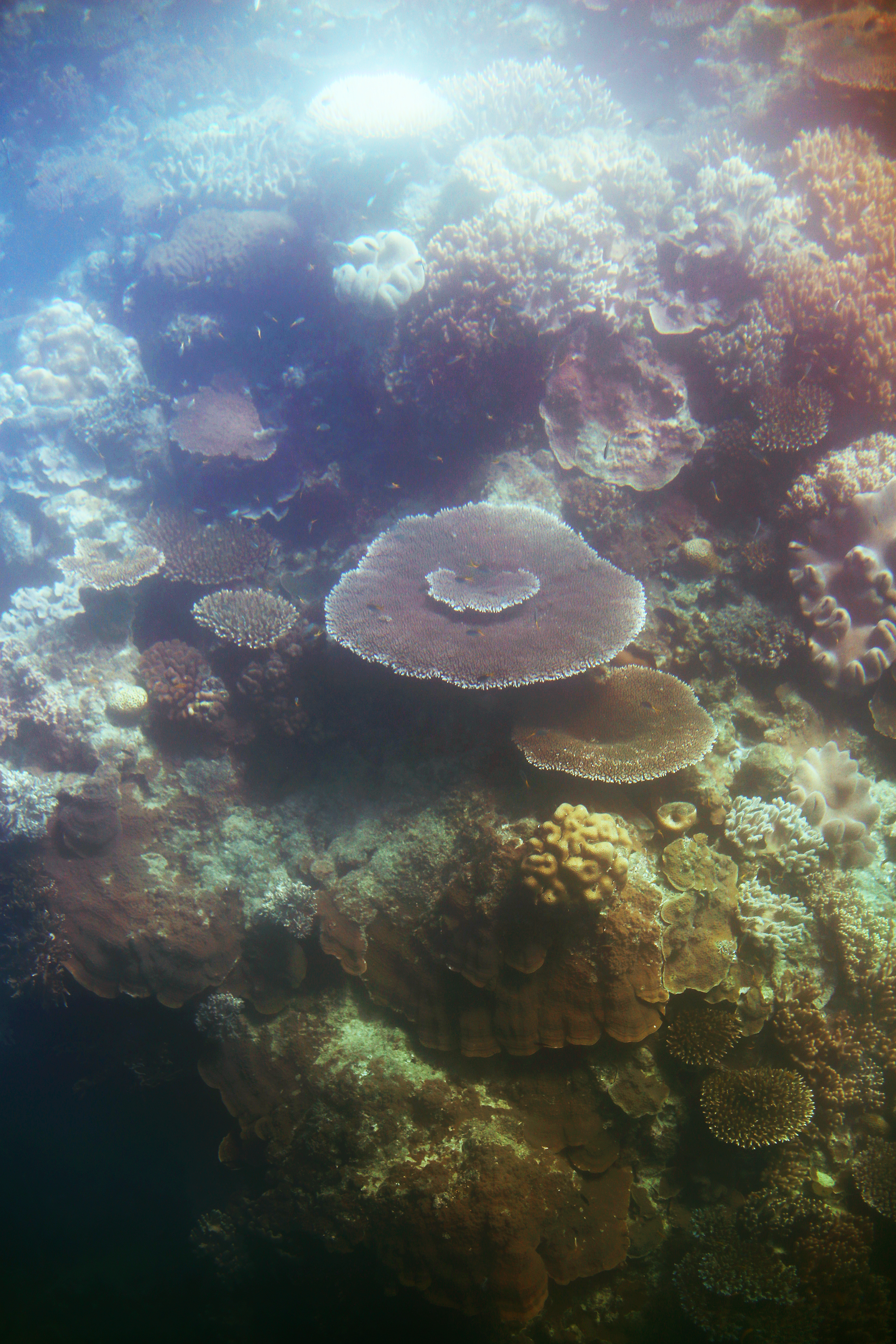 korall stora barriärrevet - sara edström26