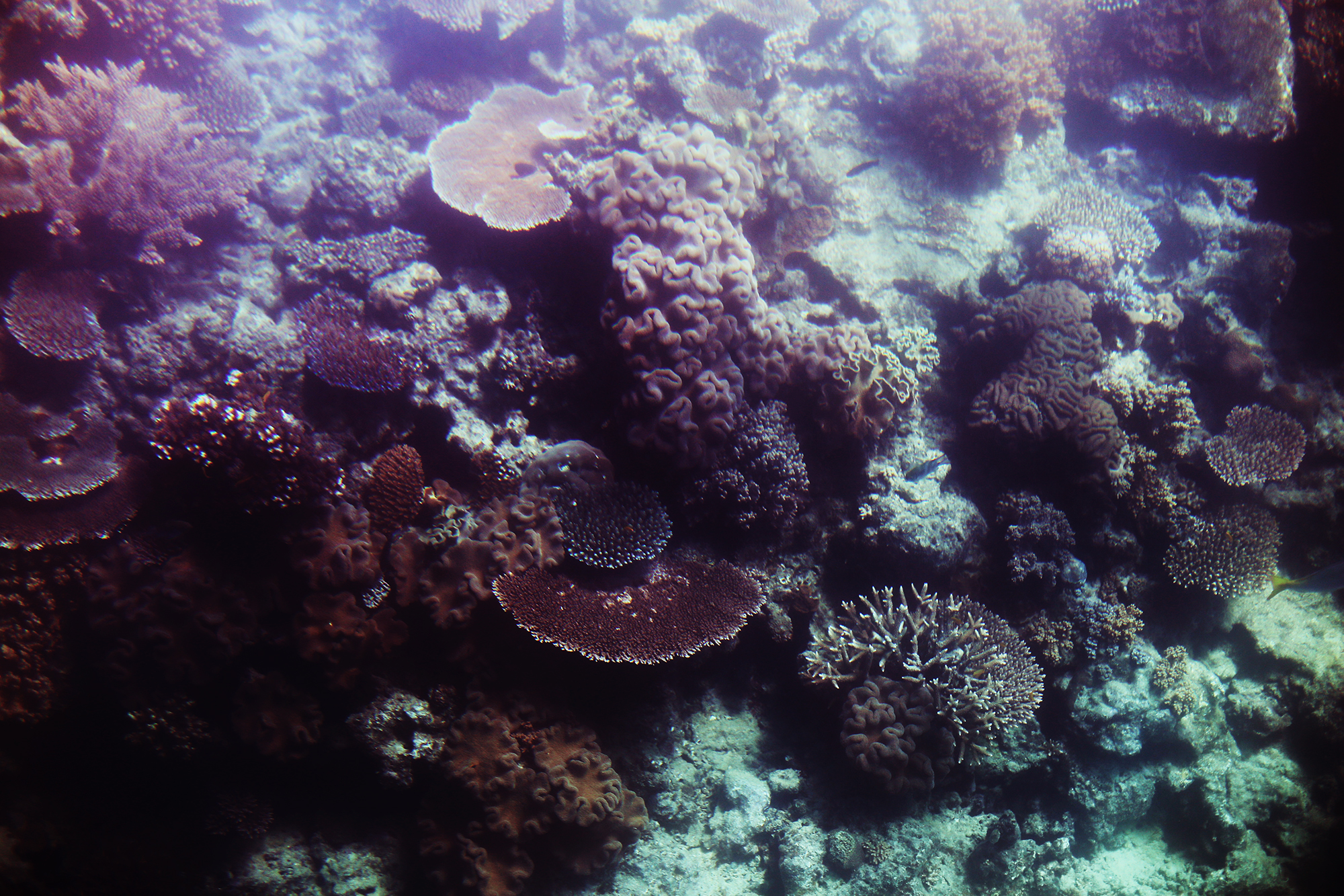 korall stora barriärrevet - sara edström27