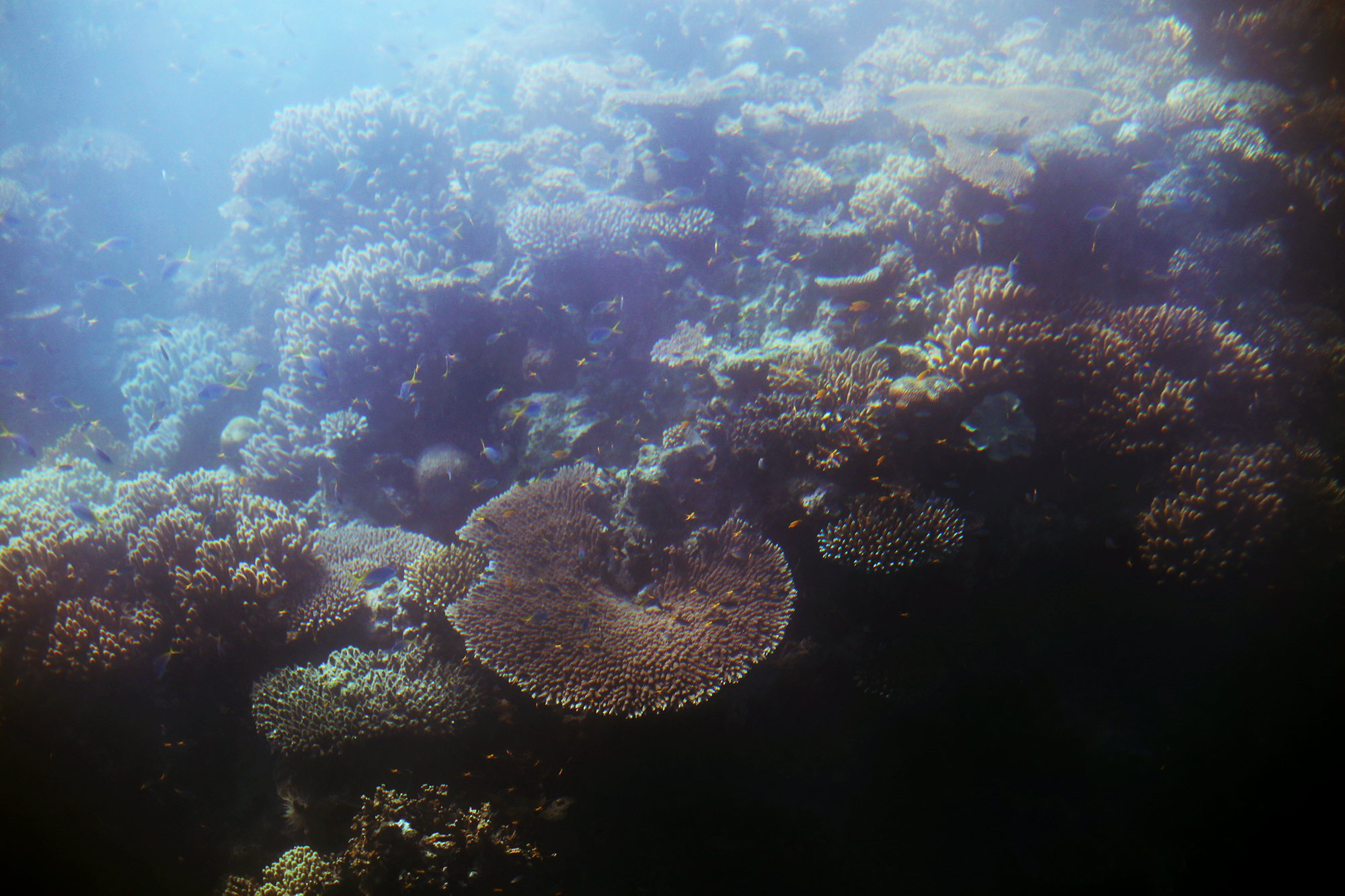 korall stora barriärrevet - sara edström30