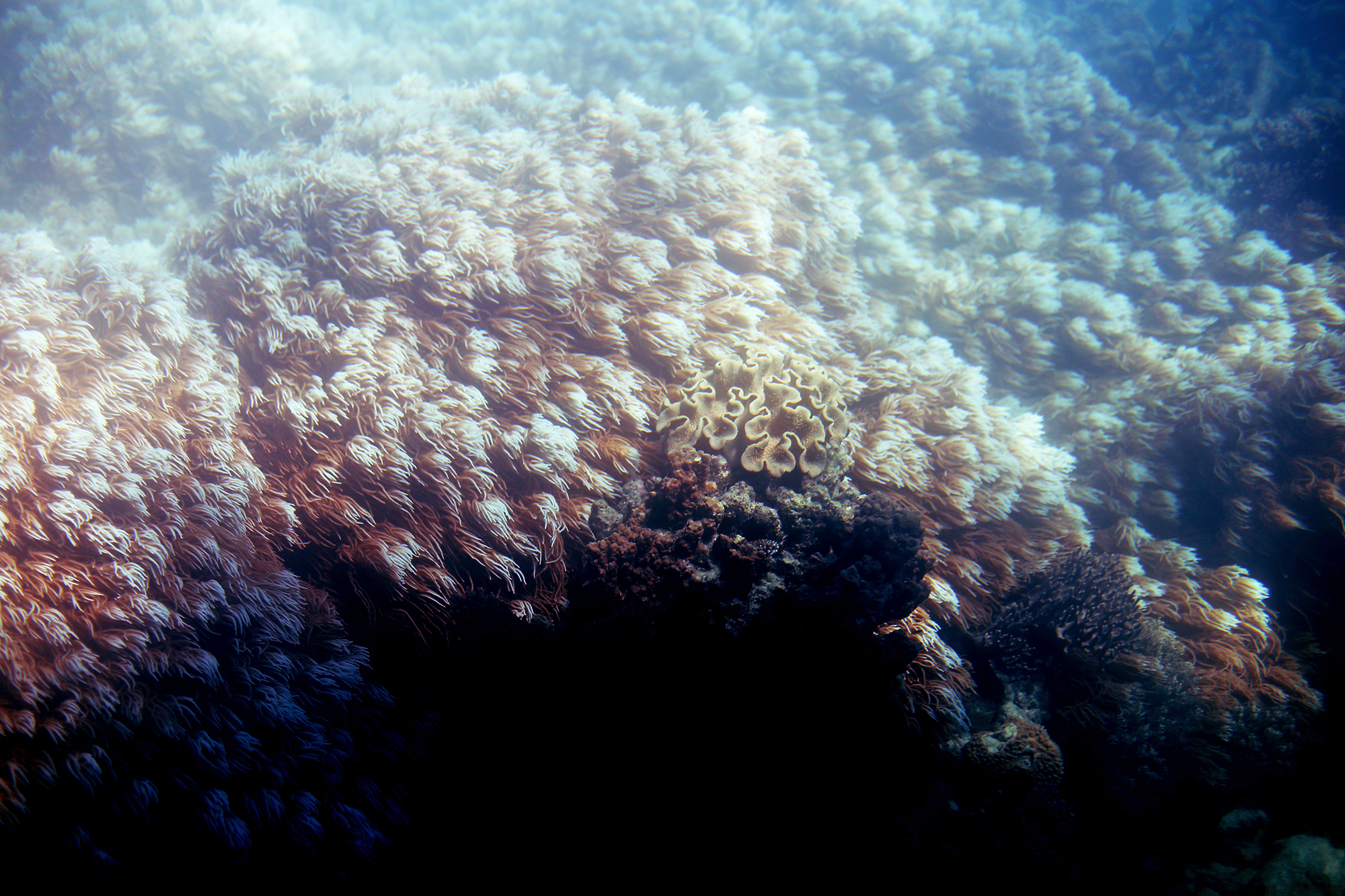 korall stora barriärrevet - sara edström32